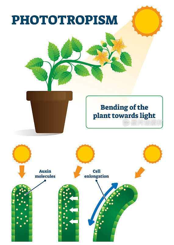 Phototropism vector illustration. Labeled plants bending towards sun scheme